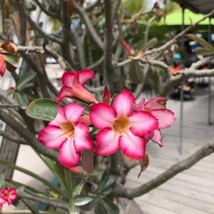 Meet your Posher, Eva